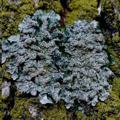 Punctelia subrudecta