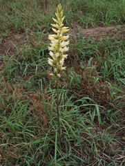Sacoila lanceolata