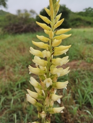 Sacoila lanceolata