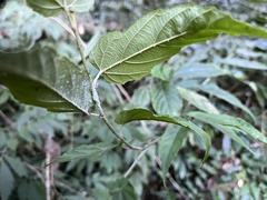 Rubus swinhoei