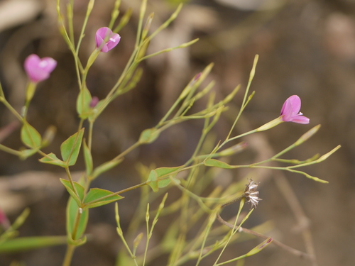 Canscora diffusa (Canscora diffusa)