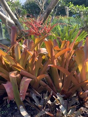 Aechmea blanchetiana
