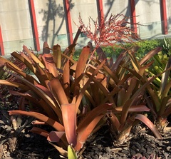 Aechmea blanchetiana