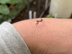 Pseudomantis