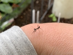 Pseudomantis