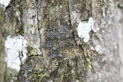 Collema subflaccidum