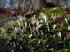 Xylaria hypoxylon
