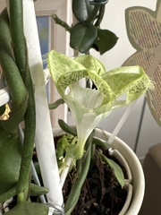 Ceropegia sandersonii