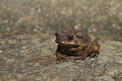 Duttaphrynus melanostictus