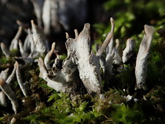 Xylaria hypoxylon