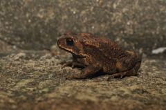 Duttaphrynus melanostictus