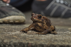 Duttaphrynus melanostictus