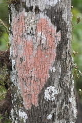 Herpothallon rubroechinatum