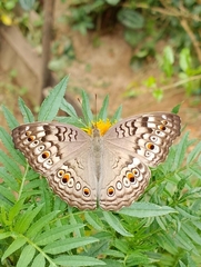 Junonia atlites atlites