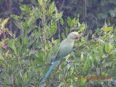 Psittacula krameri manillensis