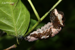 Heraclides androgeus reyesorum