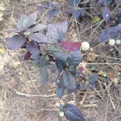 Alternanthera brasiliana