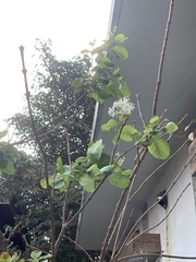 Chionanthus retusus