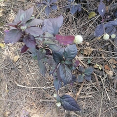 Alternanthera brasiliana