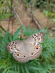 Junonia atlites atlites