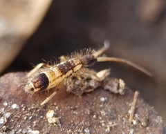 Collembola