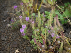 Pogostemon deccanensis