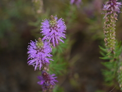 Pogostemon deccanensis