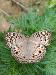 Junonia atlites atlites