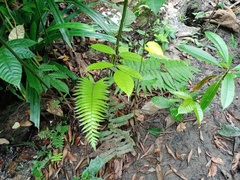 Sphaerostephanos heterocarpos