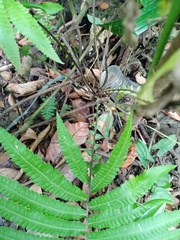 Sphaerostephanos heterocarpos