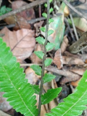 Sphaerostephanos heterocarpos