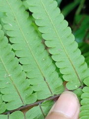 Sphaerostephanos heterocarpos