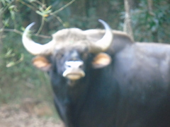 Bos gaurus