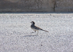 Motacilla alba alba