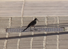 Motacilla alba alba