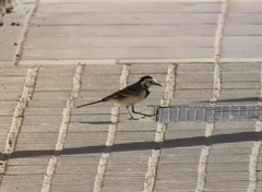 Motacilla alba alba