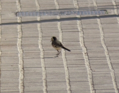Motacilla alba alba