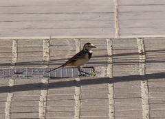 Motacilla alba alba