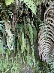 Osmolindsaea odorata