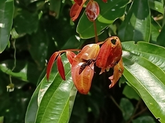 Rhynchium haemorrhoidale