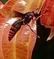 Rhynchium haemorrhoidale
