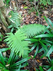 Sphaerostephanos heterocarpos