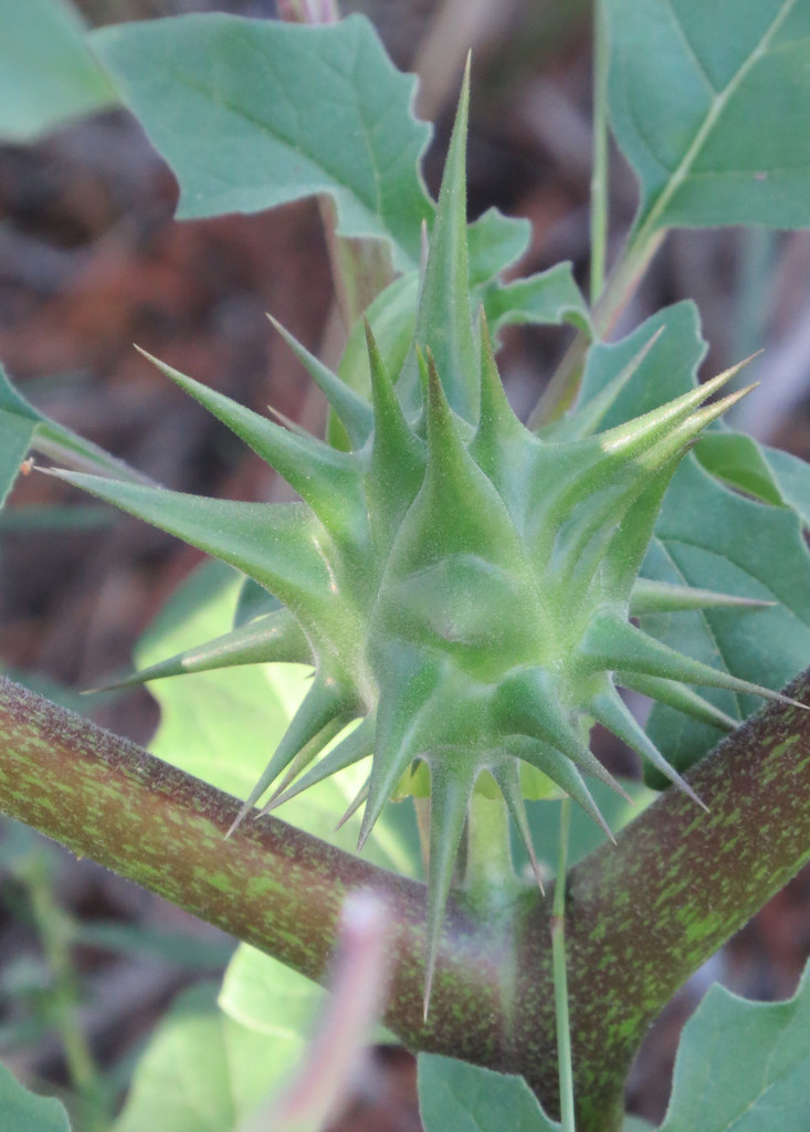 Oak-leaved Thorn-apple