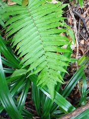 Sphaerostephanos heterocarpos