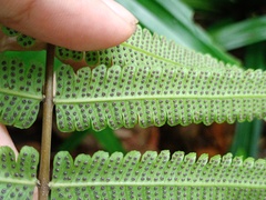 Sphaerostephanos heterocarpos