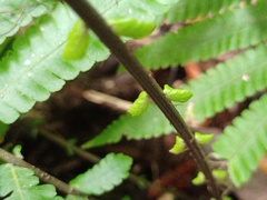 Sphaerostephanos heterocarpos