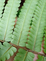 Sphaerostephanos heterocarpos