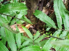 Sphaerostephanos heterocarpos