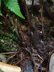 Sphaerostephanos heterocarpos