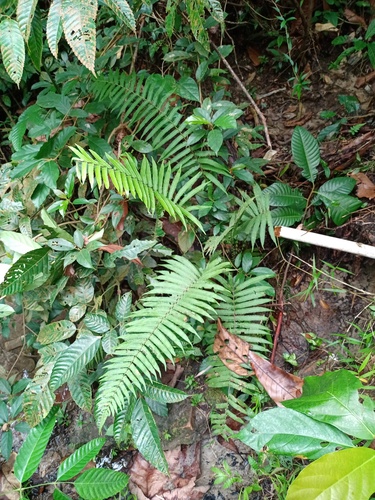 Sphaerostephanos heterocarpus observed 2022-12-25